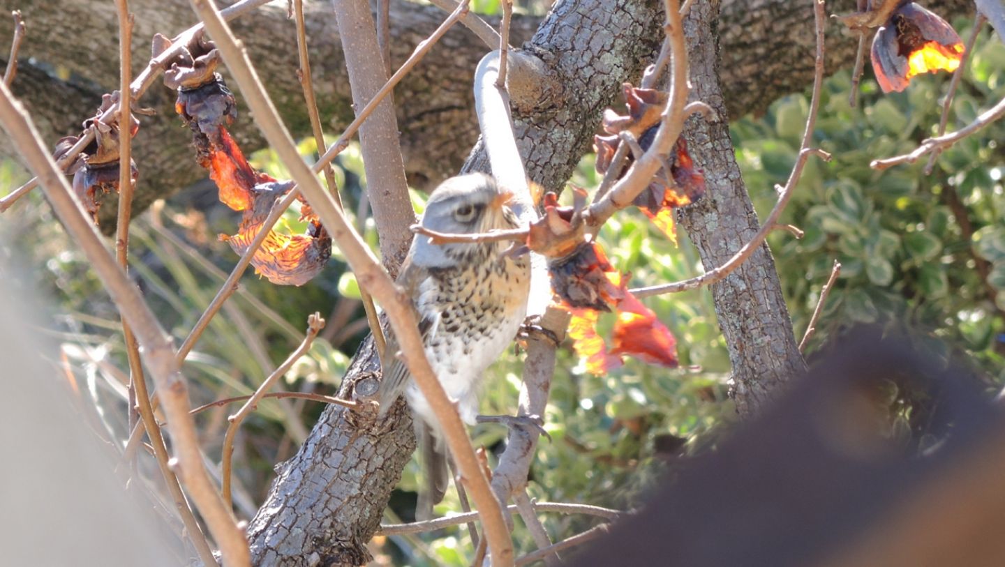 Turdus pilaris Linnaeus, 1758 (Cesena).