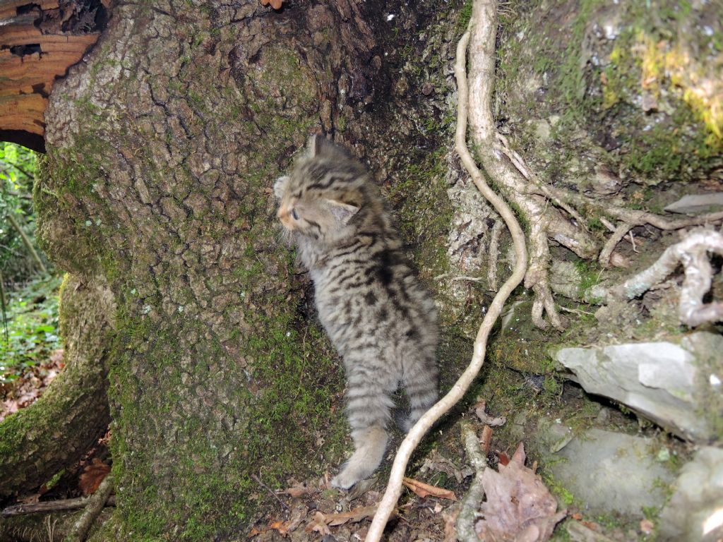 Piccoli di gatto selvatico?  S !