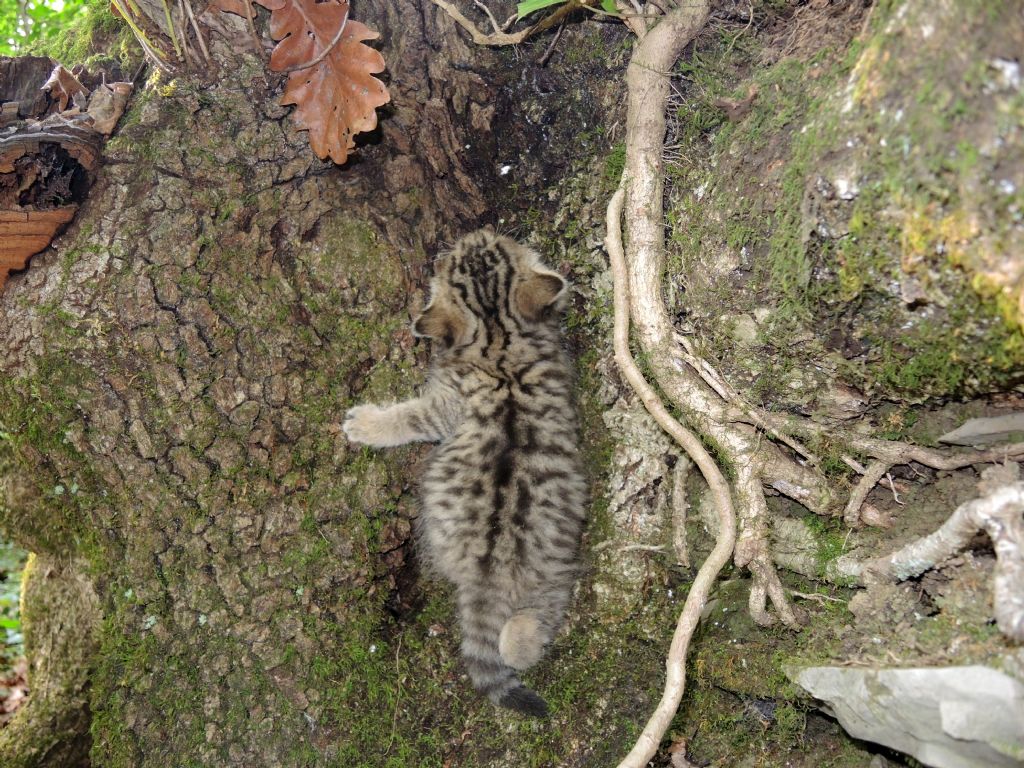 Piccoli di gatto selvatico?  S !