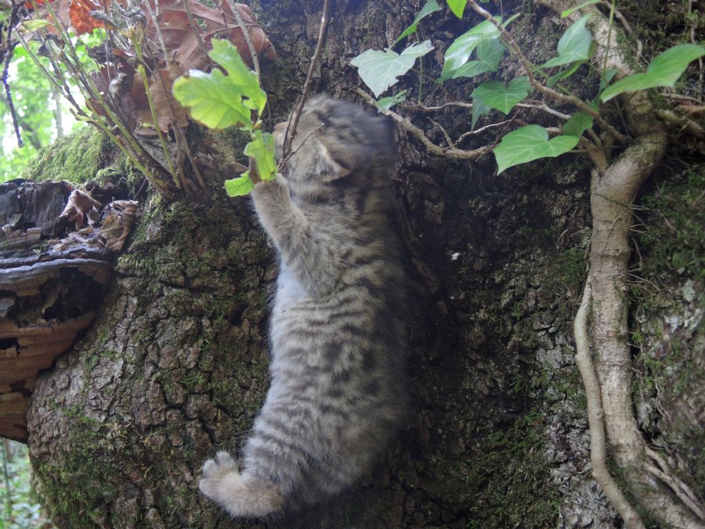 Piccoli di gatto selvatico?  S !