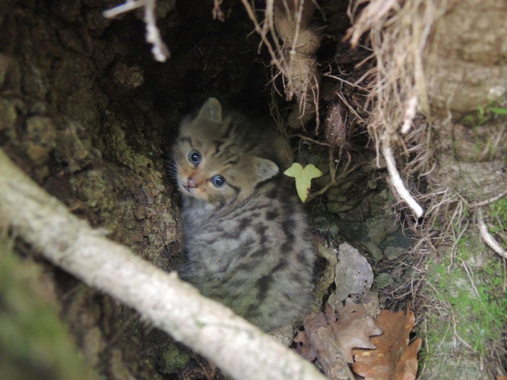 Piccoli di gatto selvatico?  S !