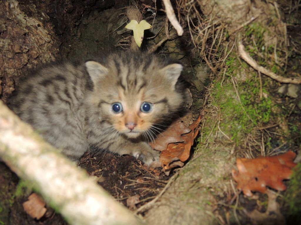 Piccoli di gatto selvatico?  Sì !