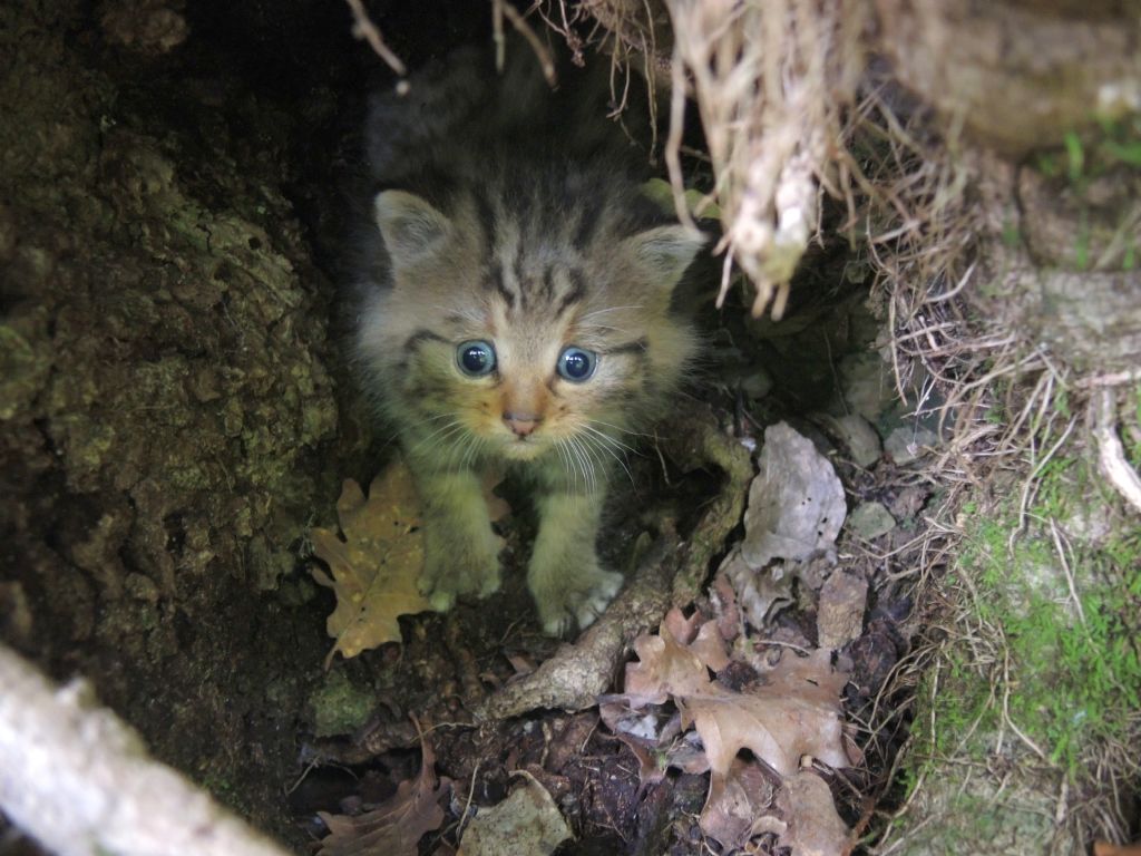 Piccoli di gatto selvatico?  S !