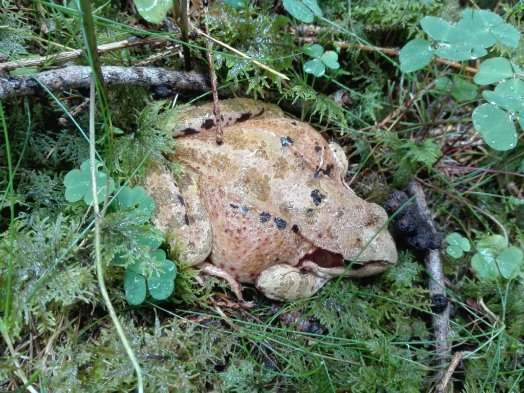 Rana temporaria? S