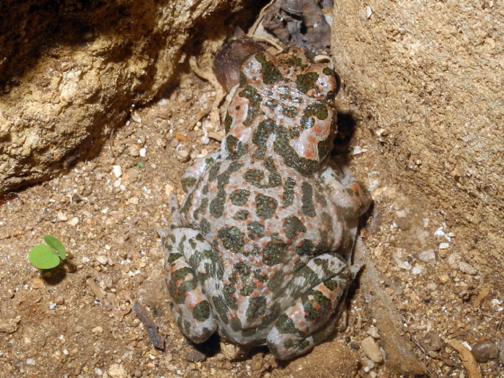 Bufotes siculus? S. Marsala (TP)