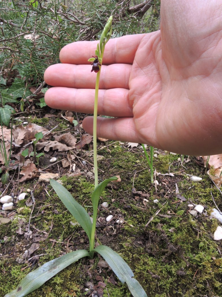 Ophrys insectifera L.