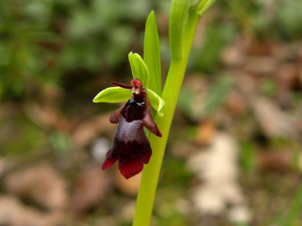 Ophrys insectifera L.