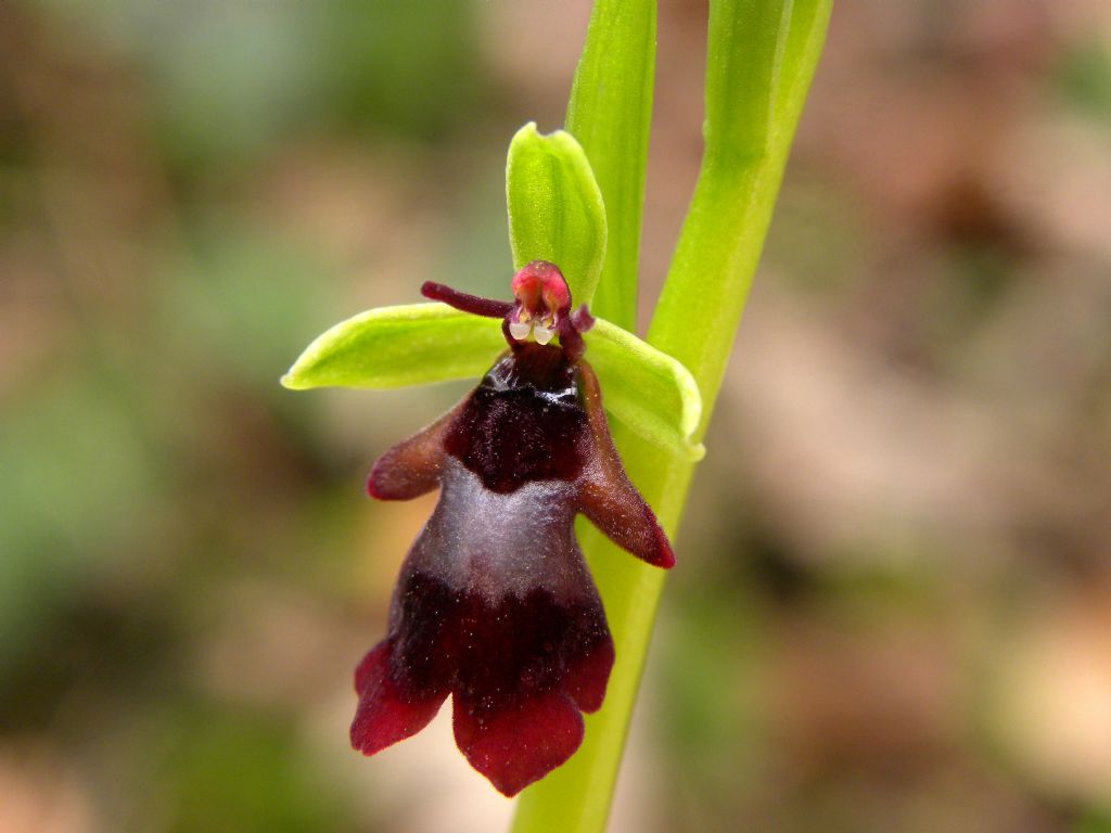 Ophrys insectifera L.