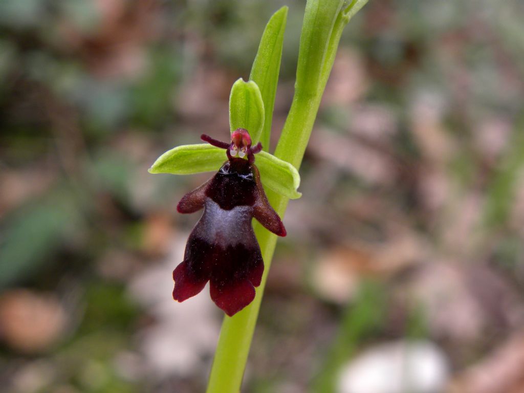 Ophrys insectifera L.