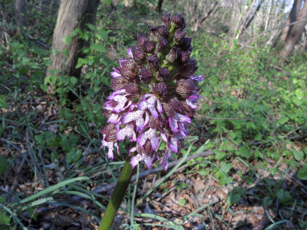 Orchis purpurea Huds.