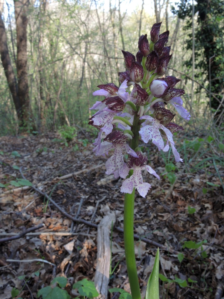 Orchis purpurea Huds.