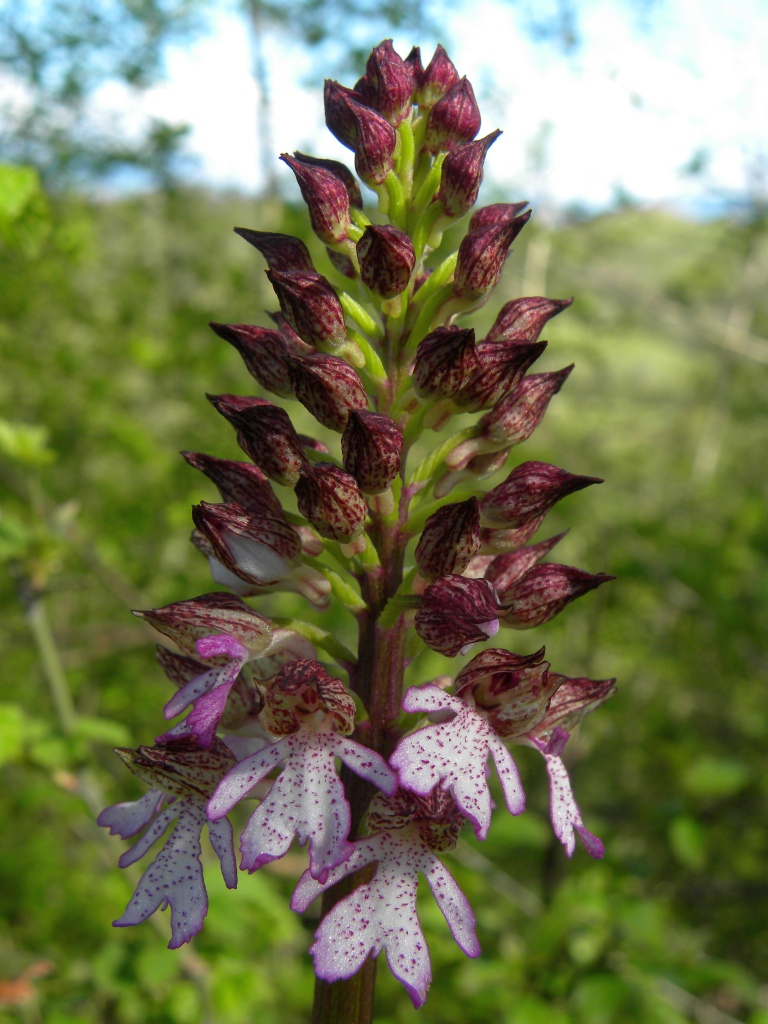 Orchis purpurea Huds.