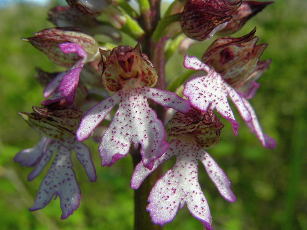 Orchis purpurea Huds.