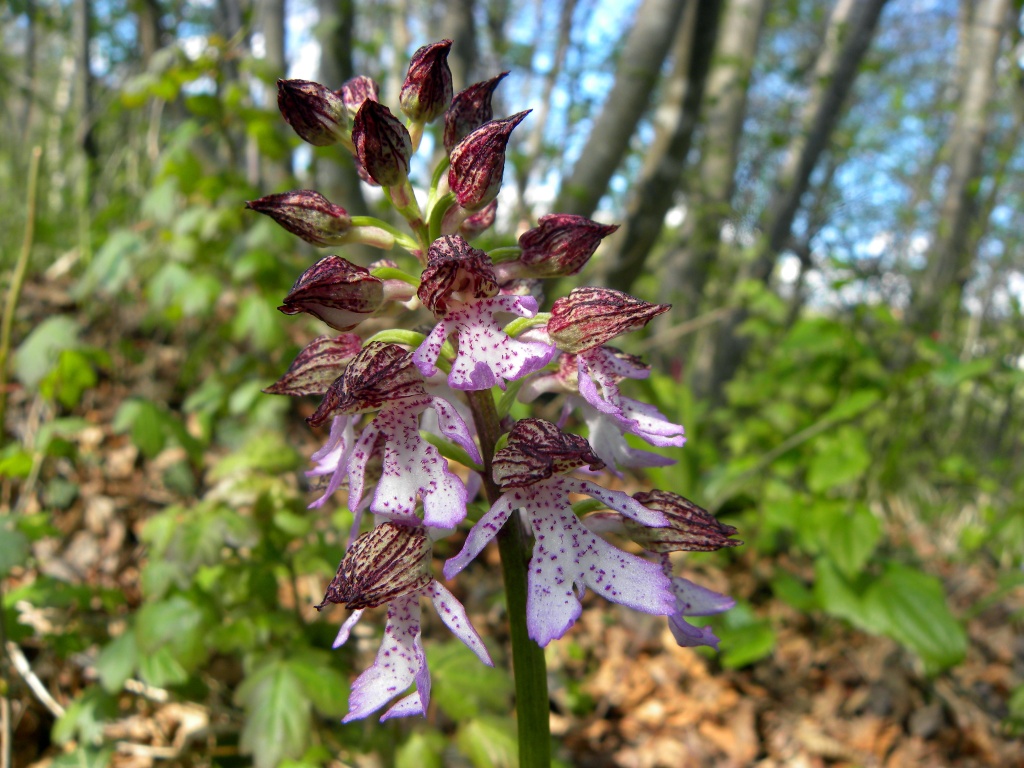 Orchis purpurea Huds.