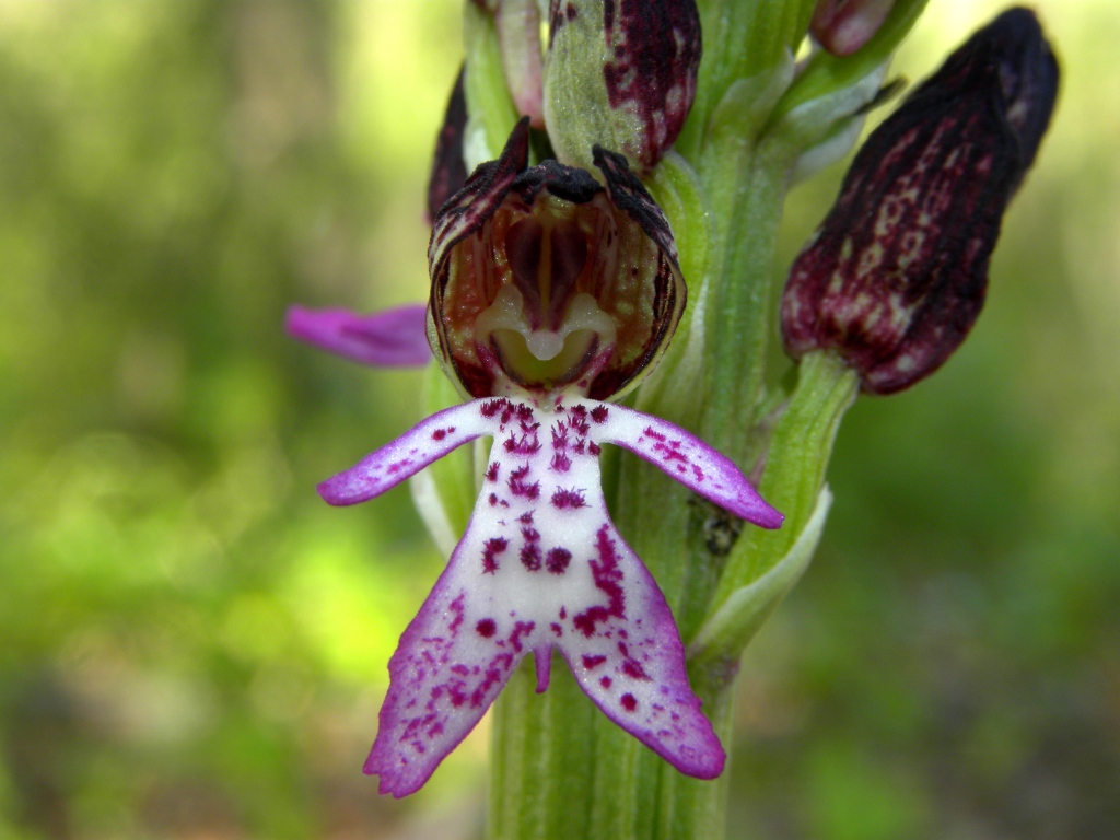 Orchis purpurea Huds.