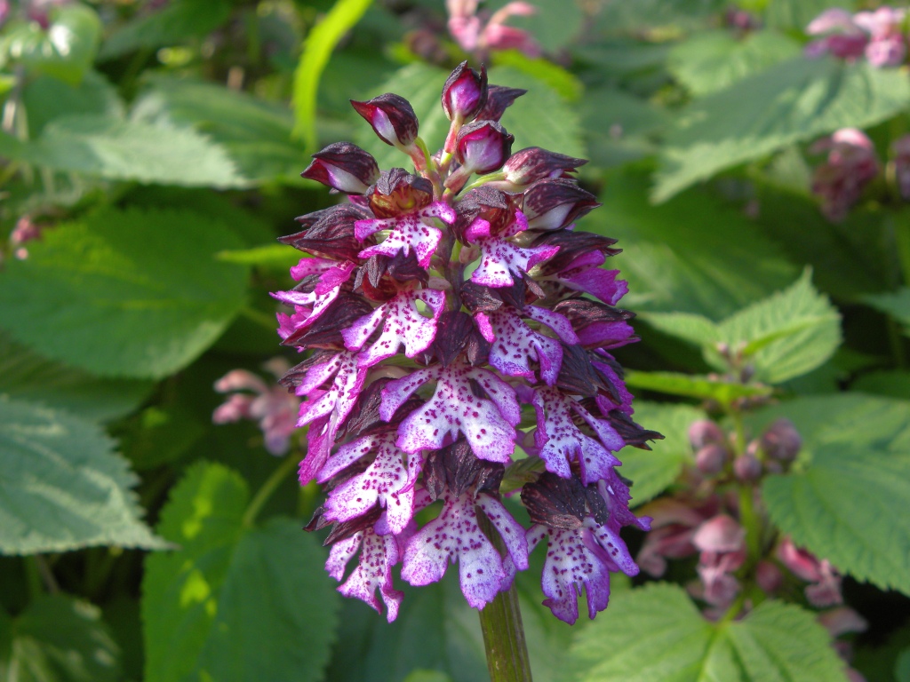 Orchis purpurea Huds.