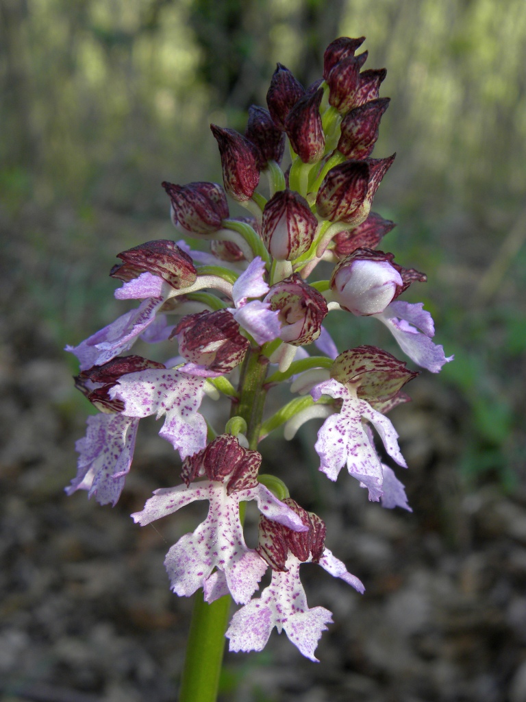 Orchis purpurea Huds.