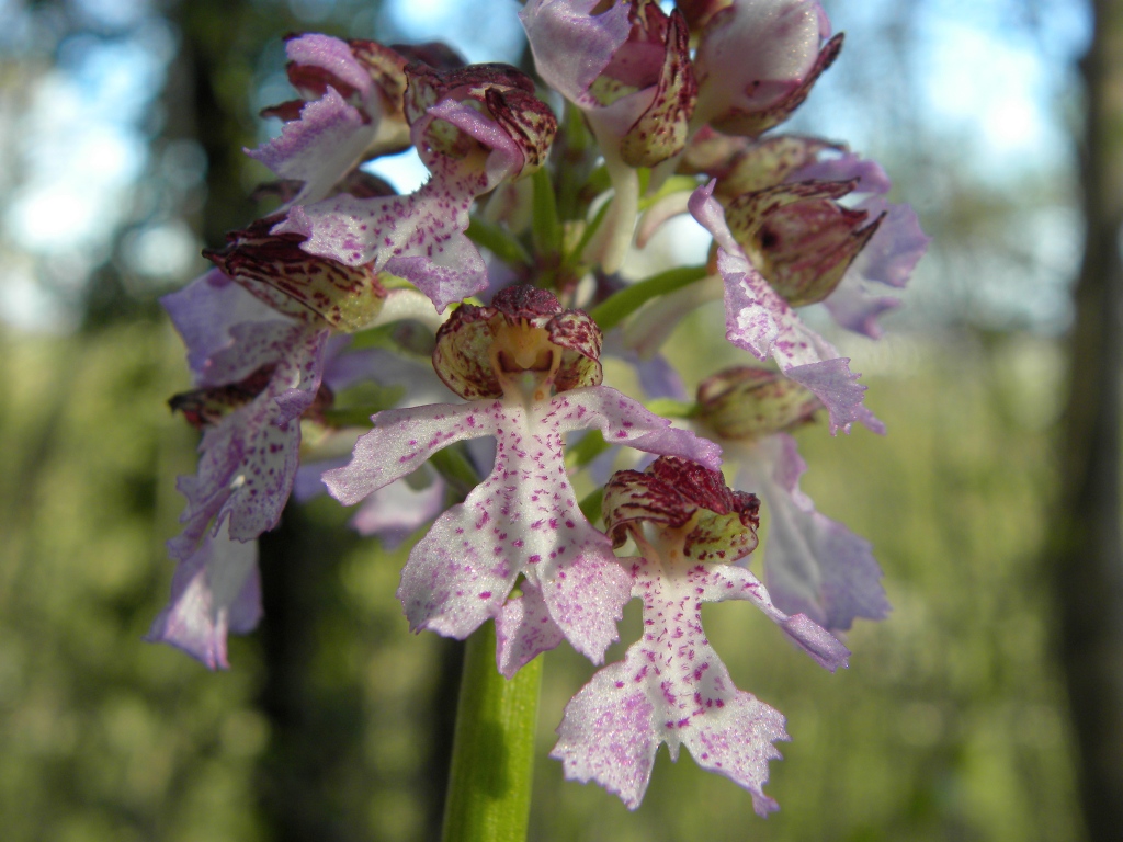 Orchis purpurea Huds.