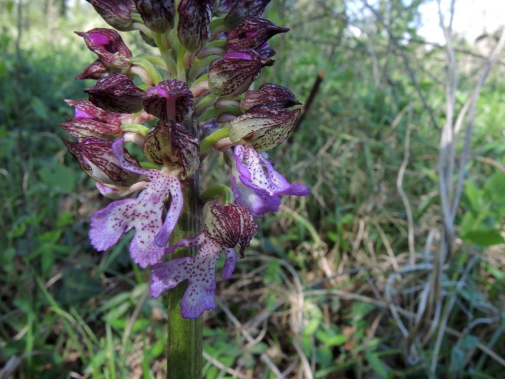 Orchis purpurea Huds.