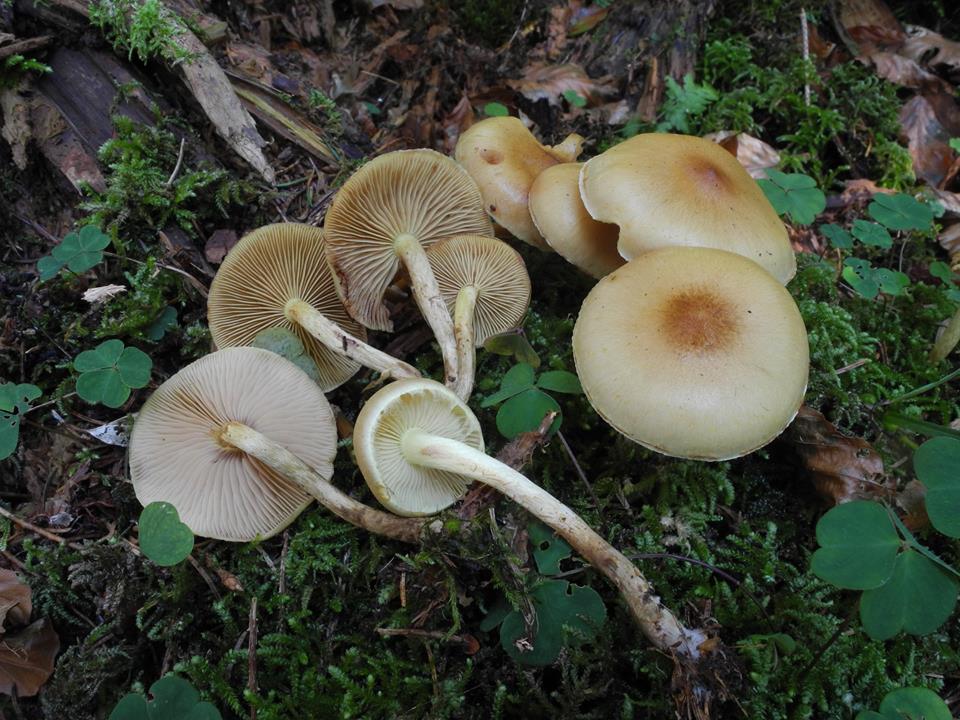 Cortinarius sp.