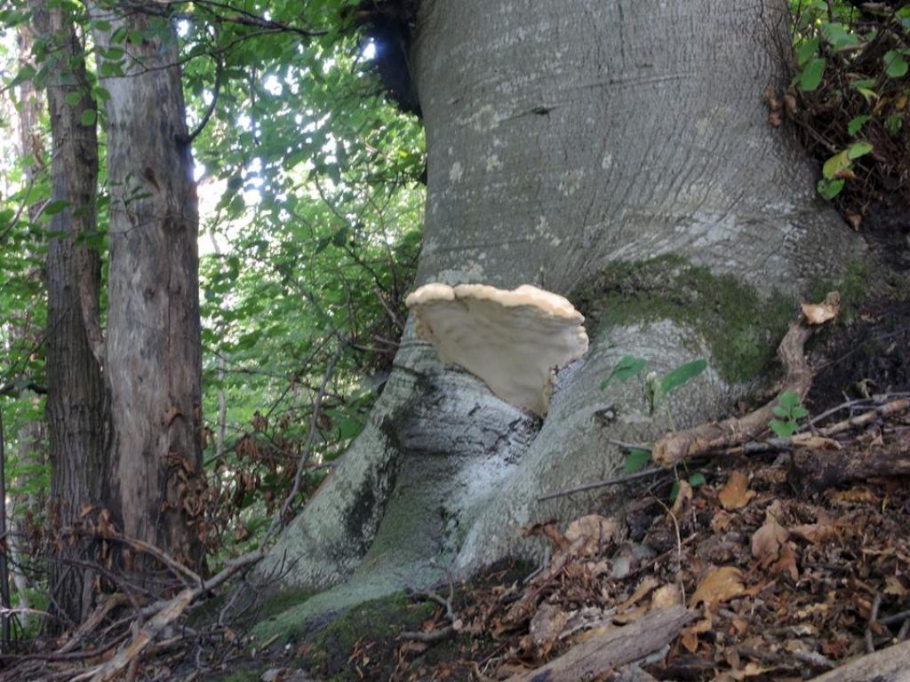 Fomes fomentarius?