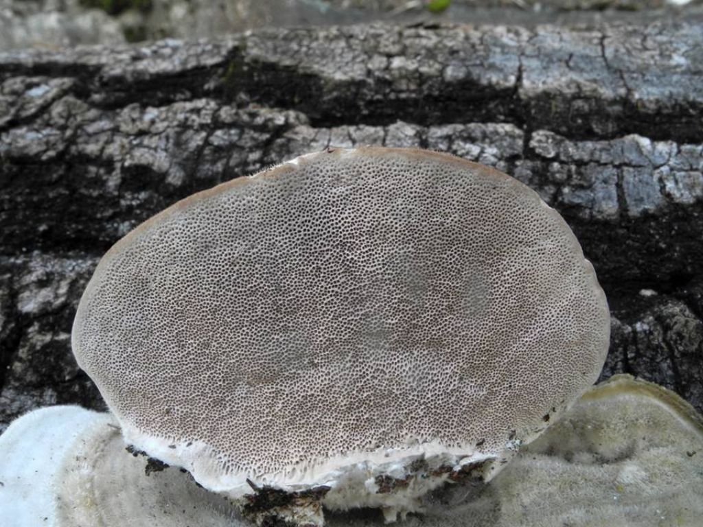 Trametes?