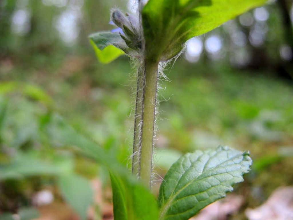 Ajuga reptans?