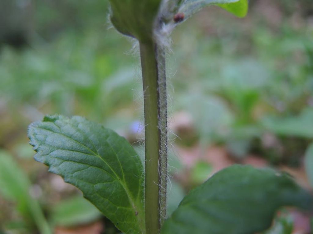 Ajuga reptans?