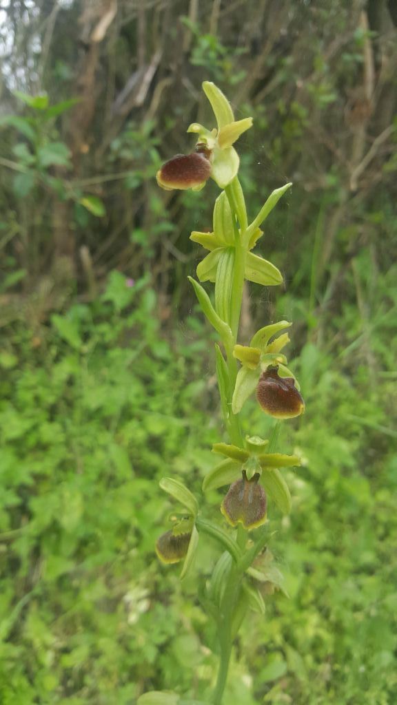 Ophrys passionis?