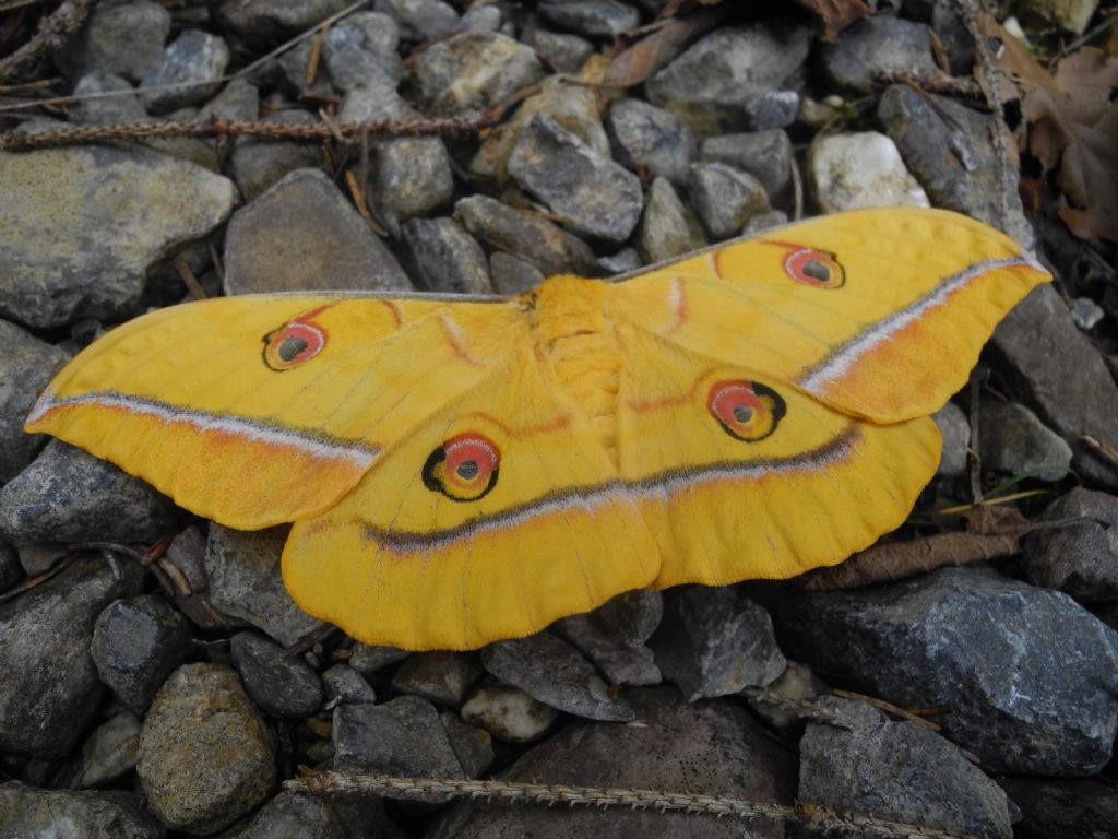 Quale falena? Antheraea yamamai - Saturniidae