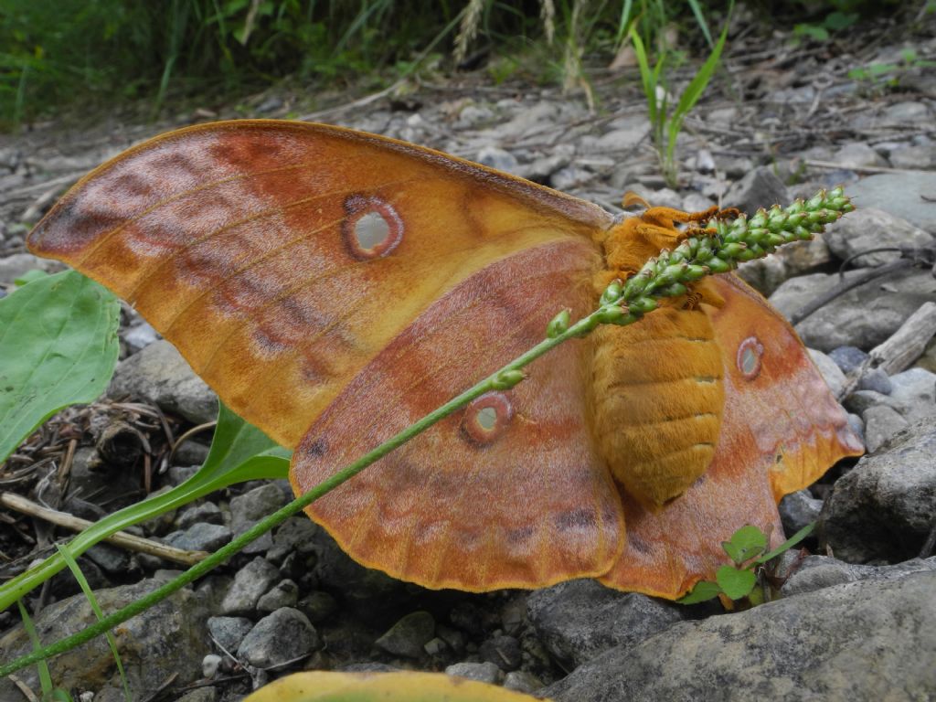 Quale falena? Antheraea yamamai - Saturniidae