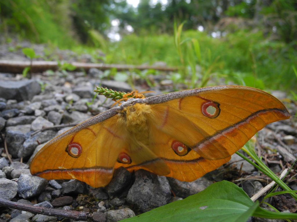 Quale falena? Antheraea yamamai - Saturniidae