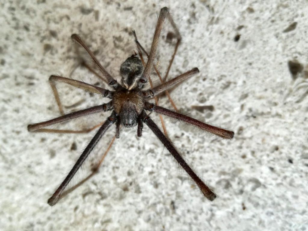 Tegenaria parietina, maschio - Prato Carnico (UD)