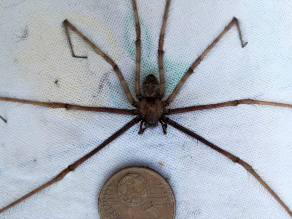 Tegenaria parietina, maschio - Prato Carnico (UD)