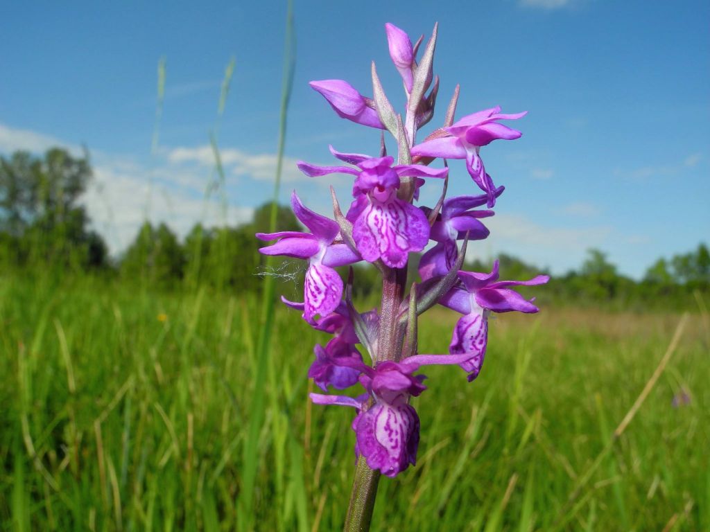 Mi presento: Dactylorhiza traunsteineri