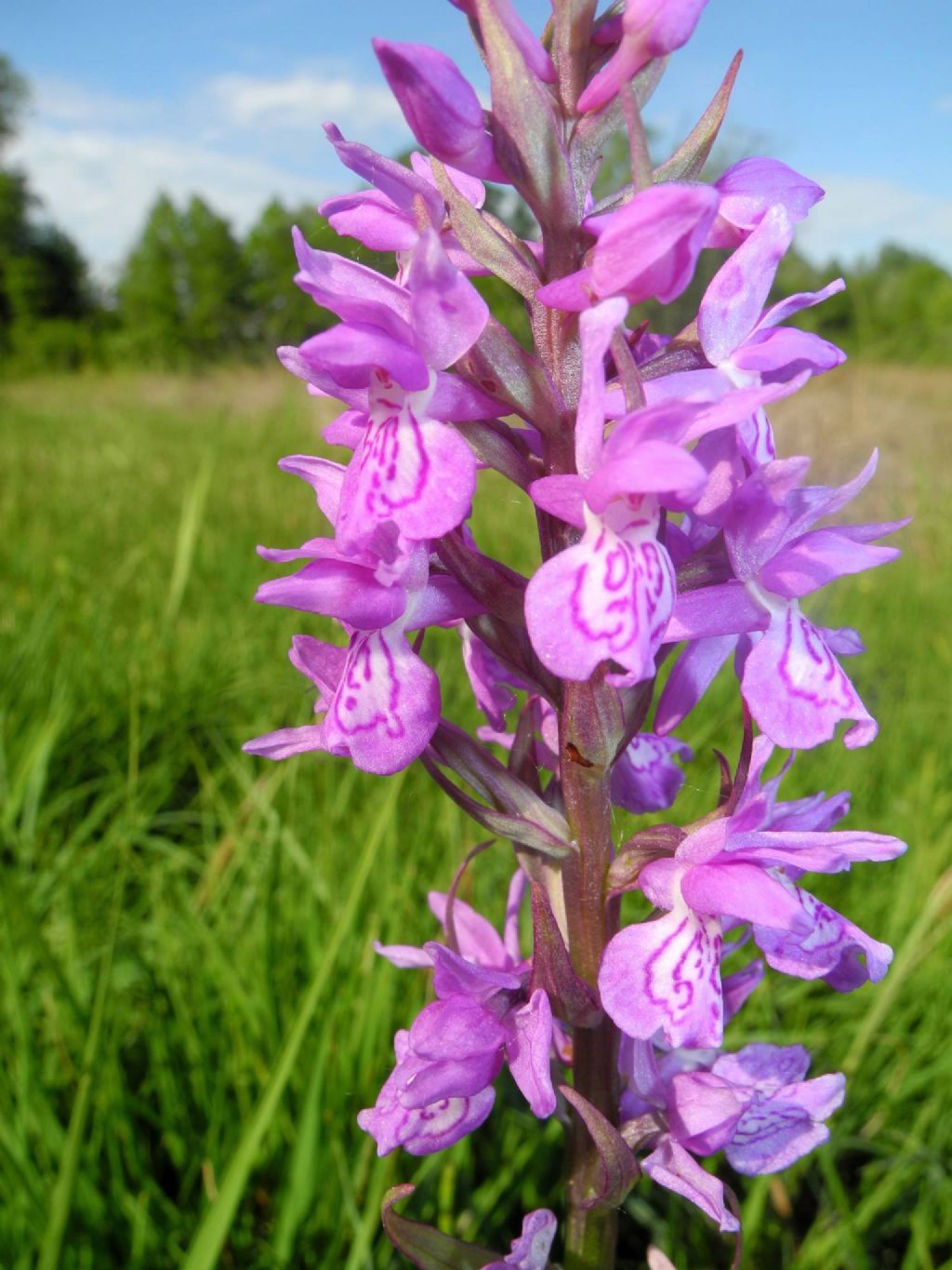 Mi presento: Dactylorhiza traunsteineri