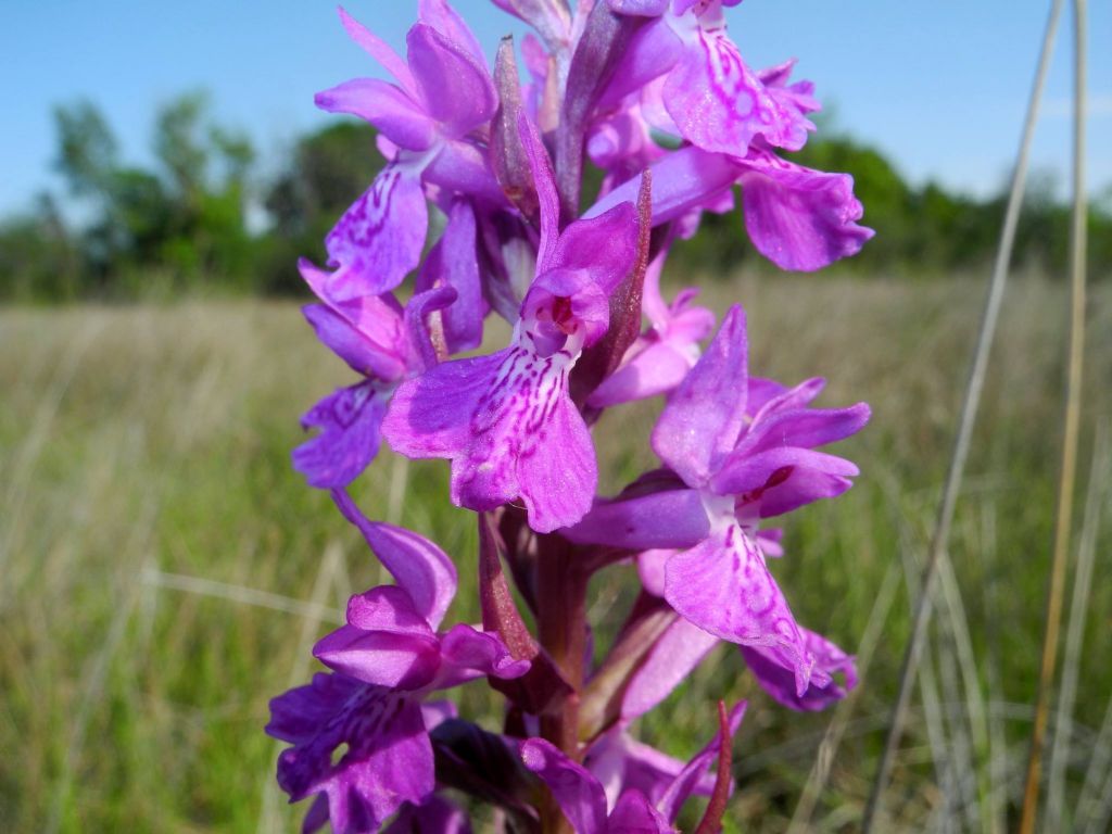 Mi presento: Dactylorhiza traunsteineri