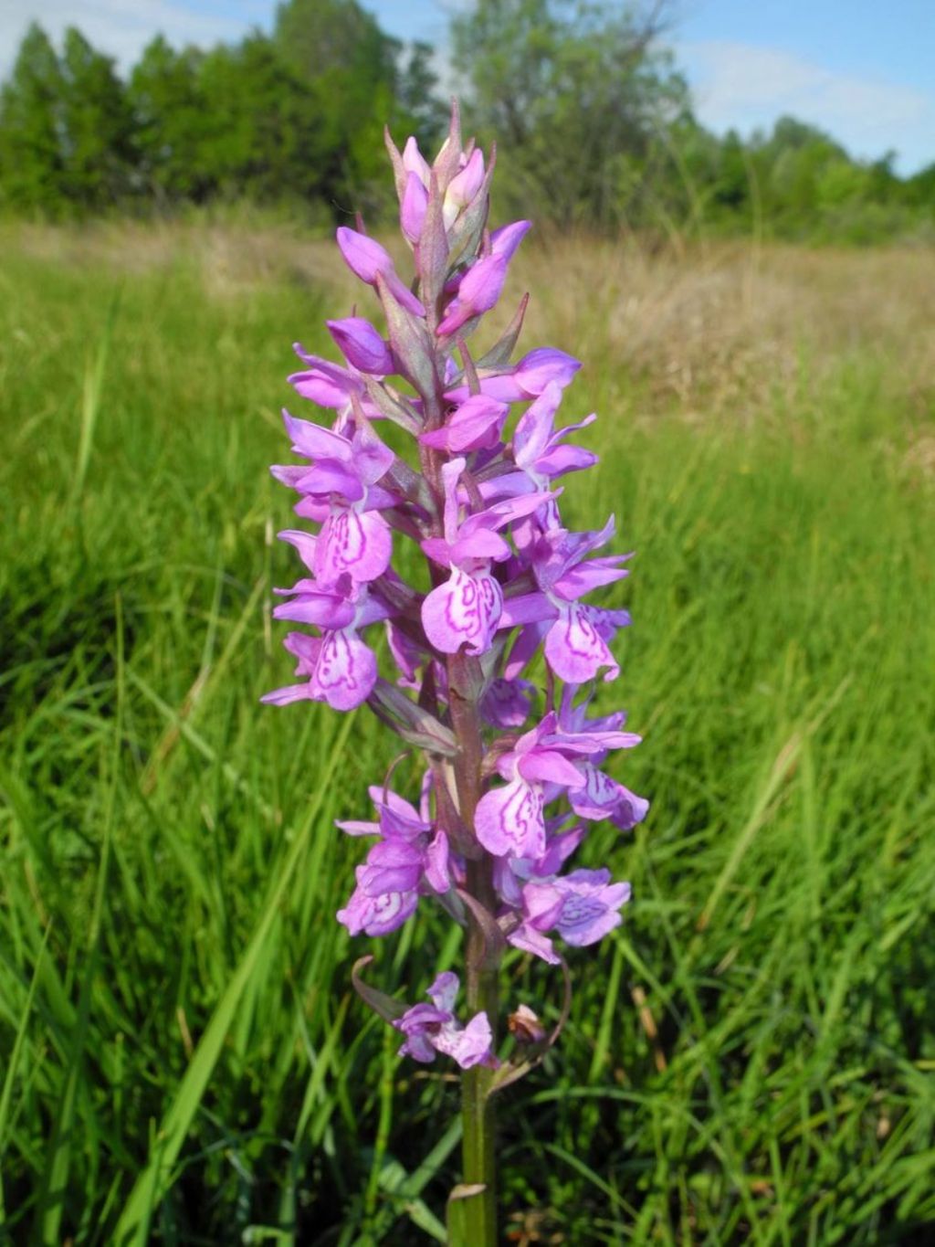 Mi presento: Dactylorhiza traunsteineri