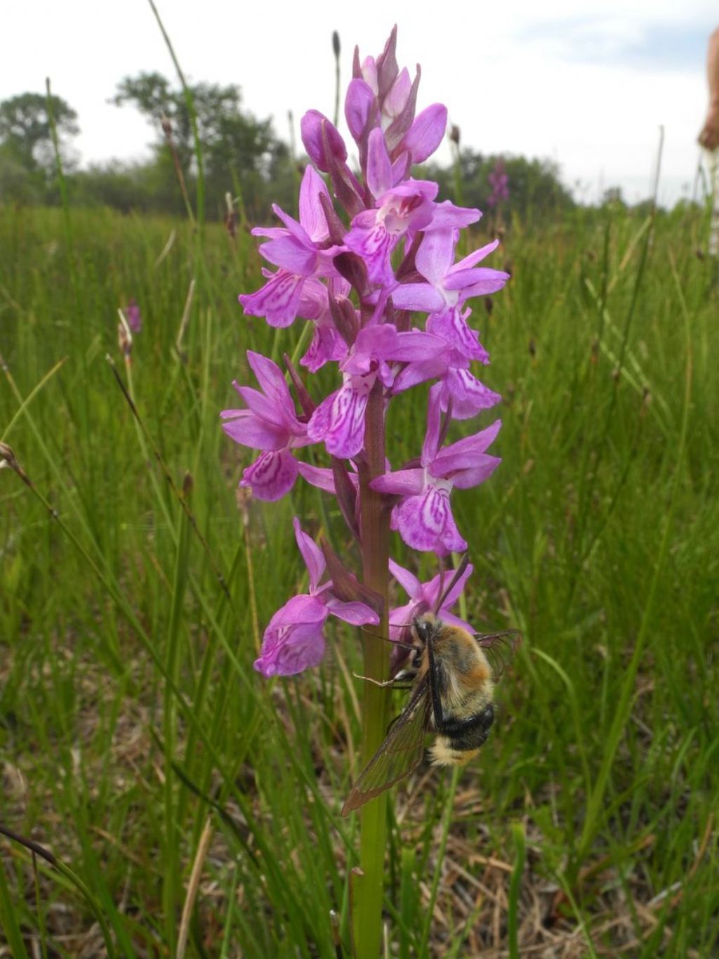 Mi presento: Dactylorhiza traunsteineri