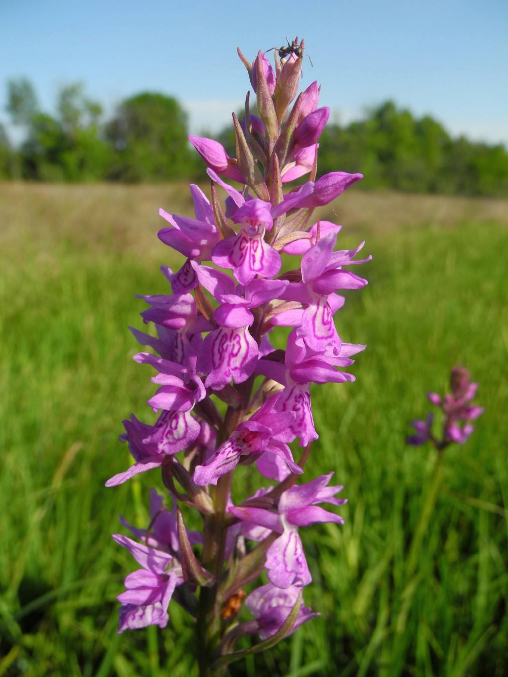 Mi presento: Dactylorhiza traunsteineri