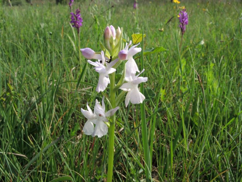 Mi presento: Dactylorhiza traunsteineri