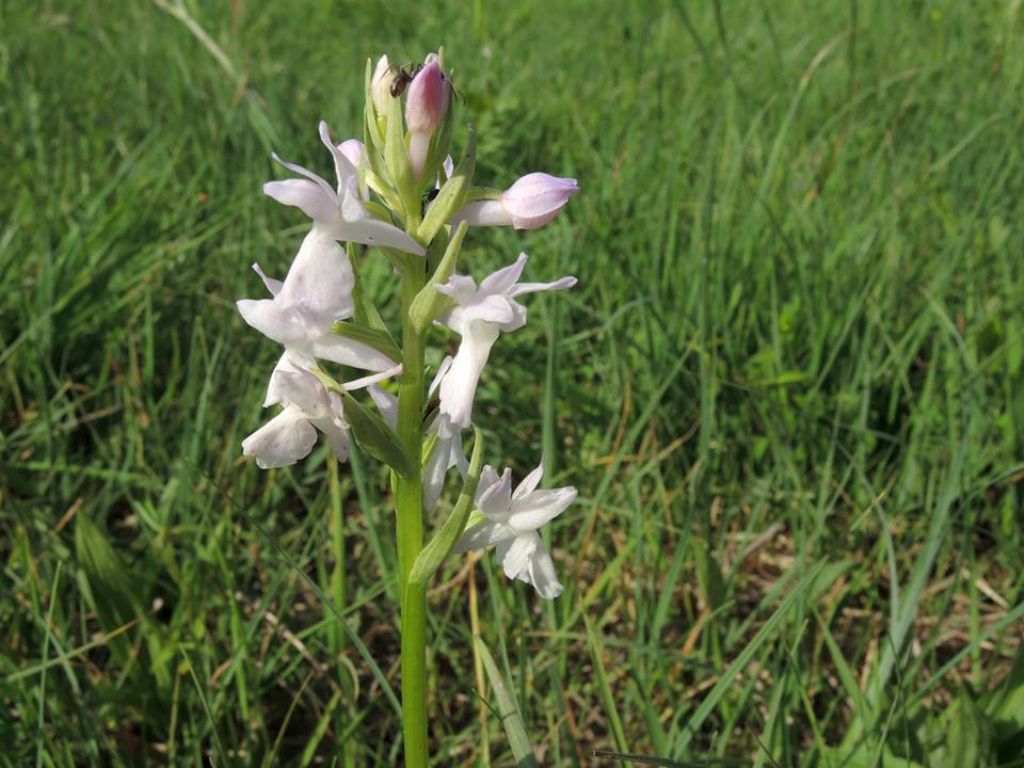 Mi presento: Dactylorhiza traunsteineri