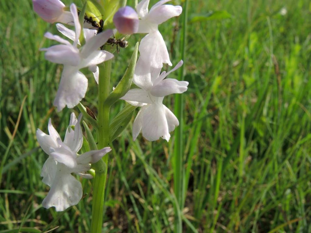 Mi presento: Dactylorhiza traunsteineri