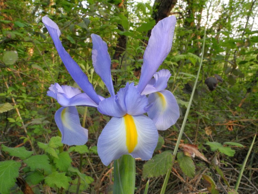 Iris azzurro. Possibile selvatico?  Xiphion xiphium = Iris xiphium