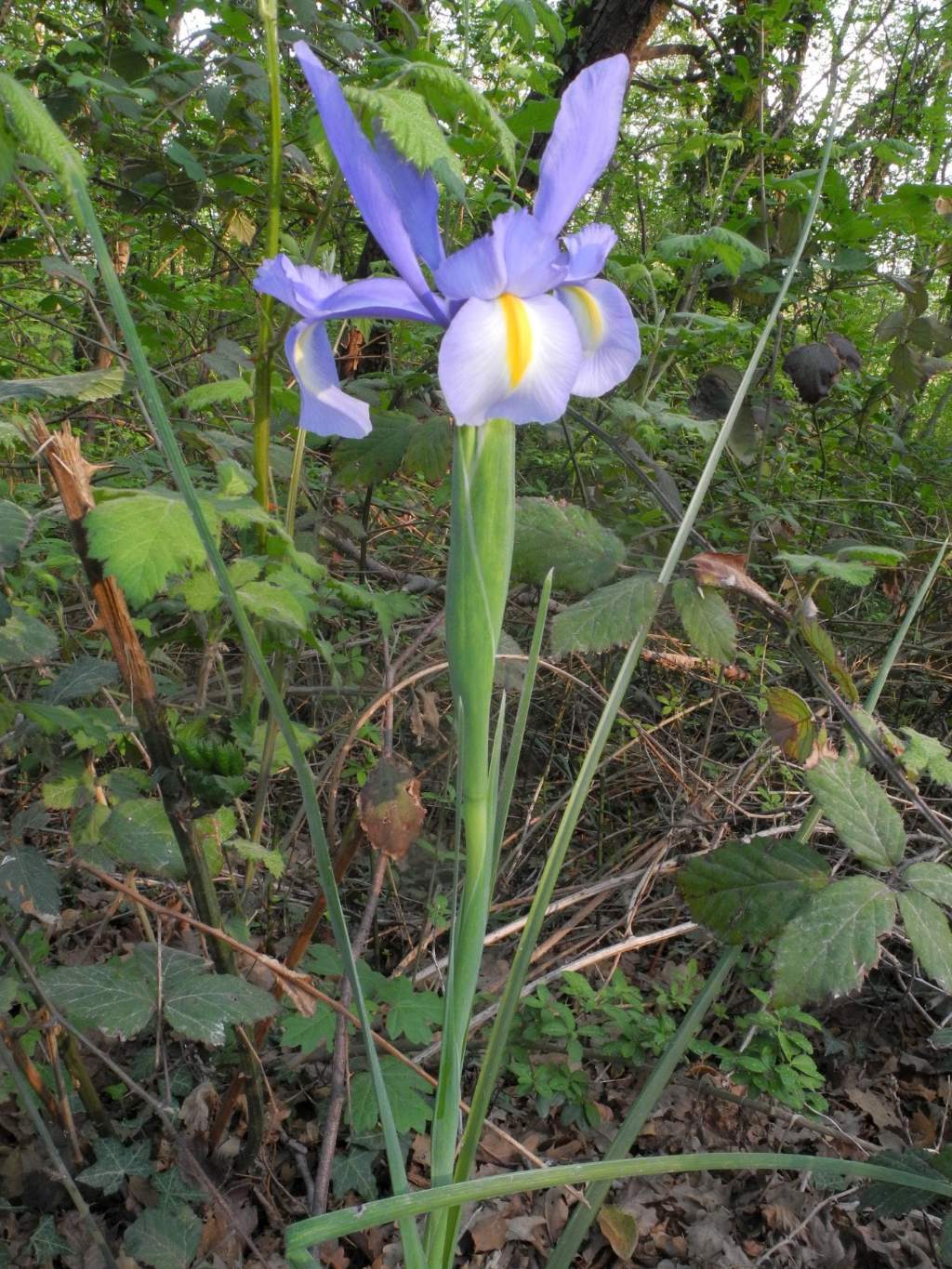 Iris azzurro. Possibile selvatico?  Xiphion xiphium = Iris xiphium