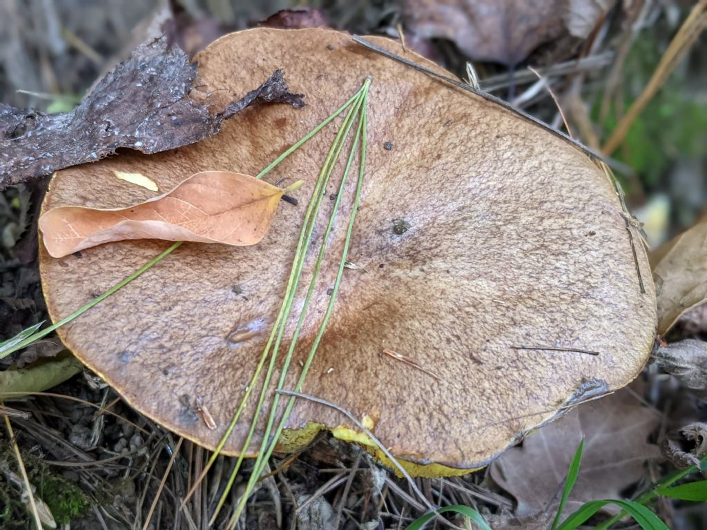 Bolatacee in pineta marittima. Suillus collinitus?