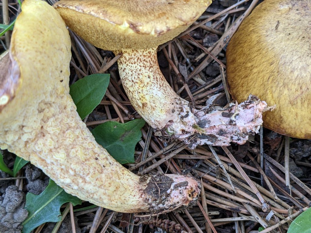 Bolatacee in pineta marittima. Suillus collinitus?