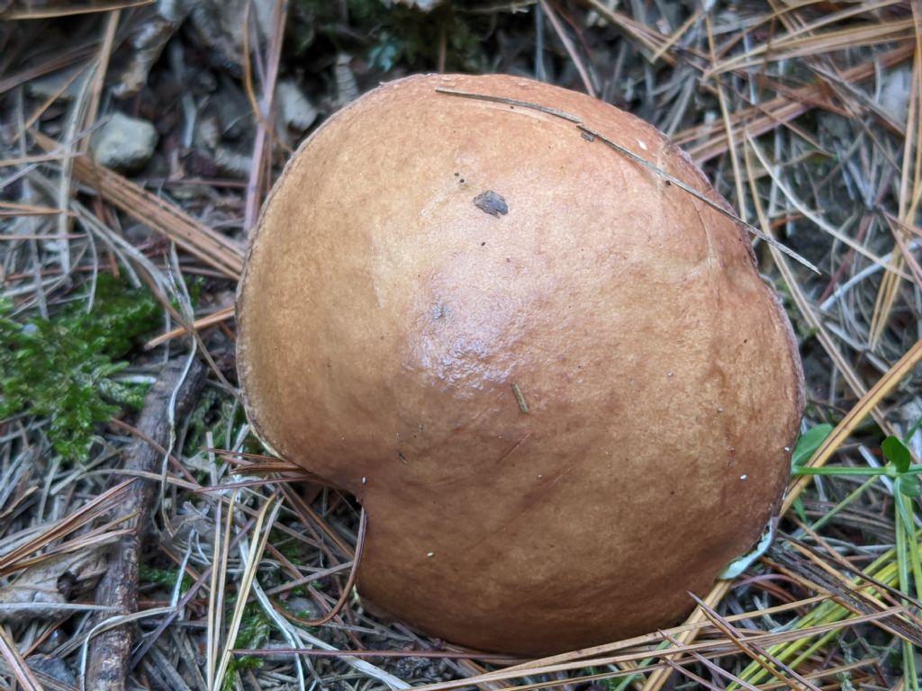 Bolatacee in pineta marittima. Suillus collinitus?