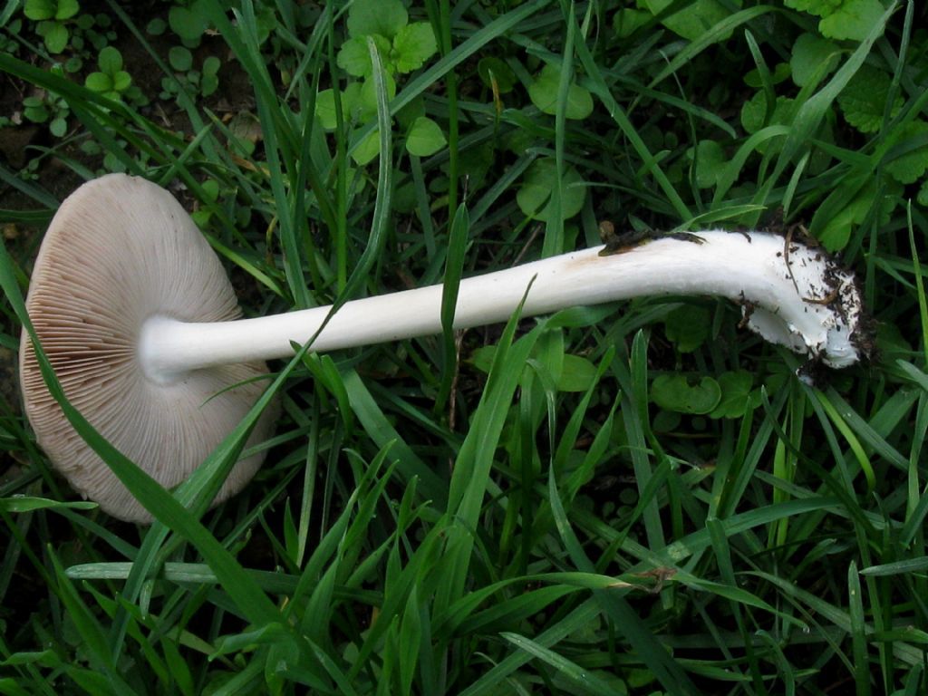 Volvopluteus gloiocephalus? 2