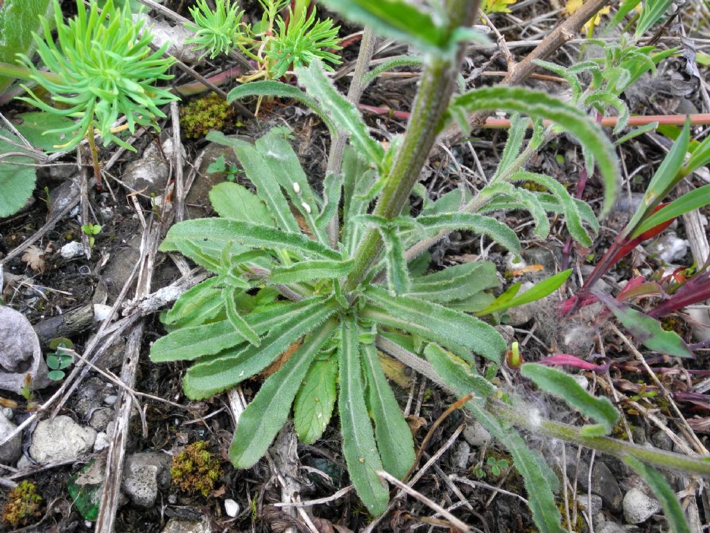 Quale Campanula?  Campanula sibirica